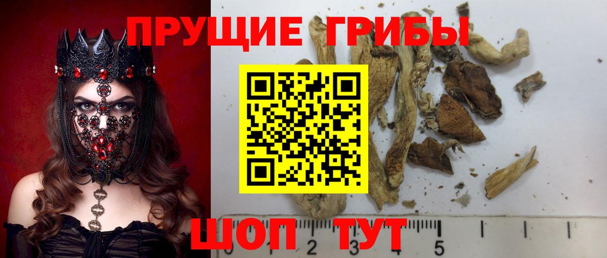 Псилоцибиновые грибы Psilocybe Лысьва